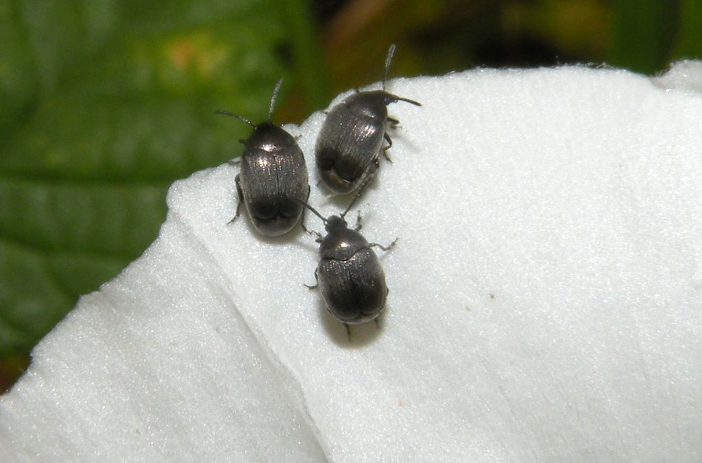 Chrysomelidae Bruchinae: Spermophagus sp.